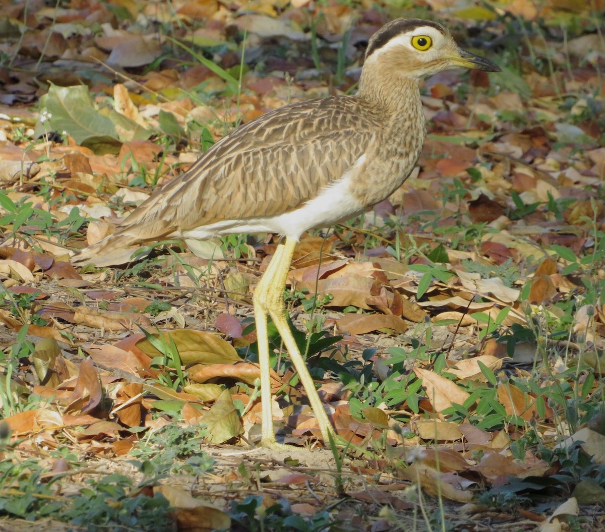 Double-striped Thick-knee - ML613359262