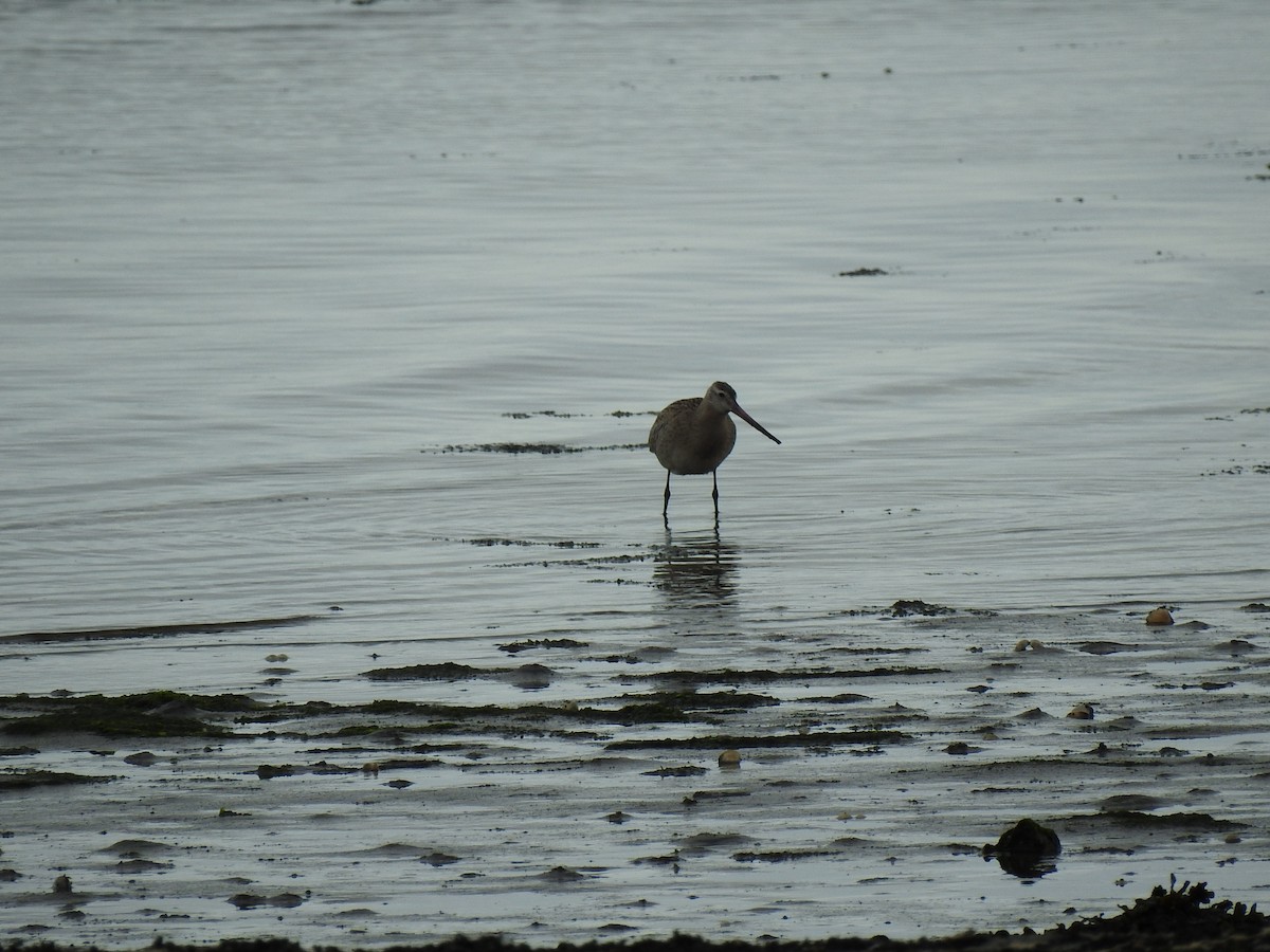 Bar-tailed Godwit - ML613359315