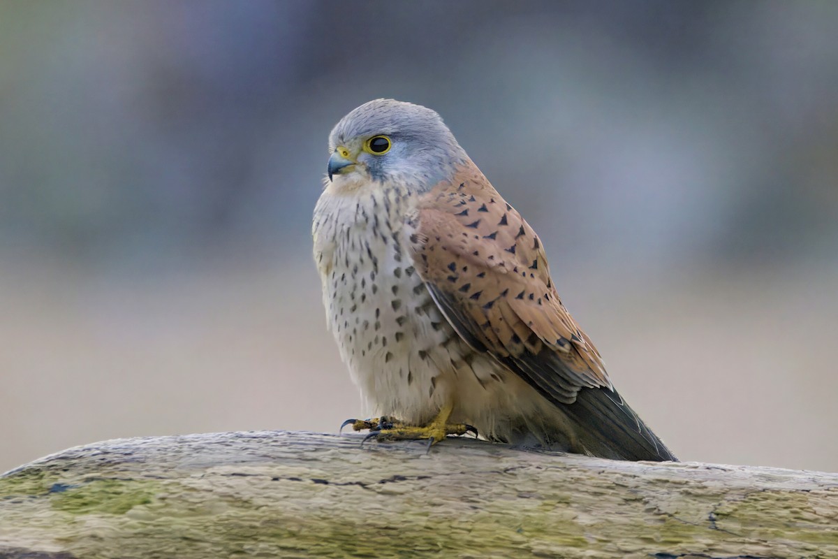 Eurasian Kestrel - ML613359333