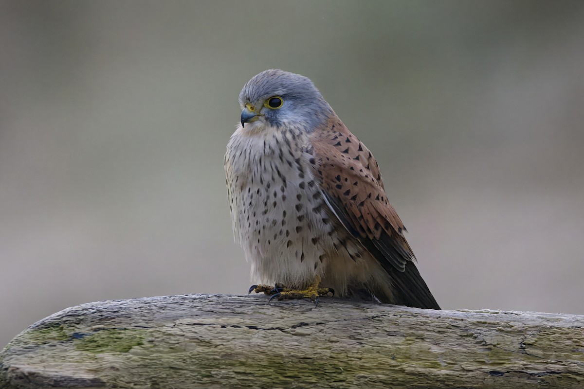 Eurasian Kestrel - ML613359334