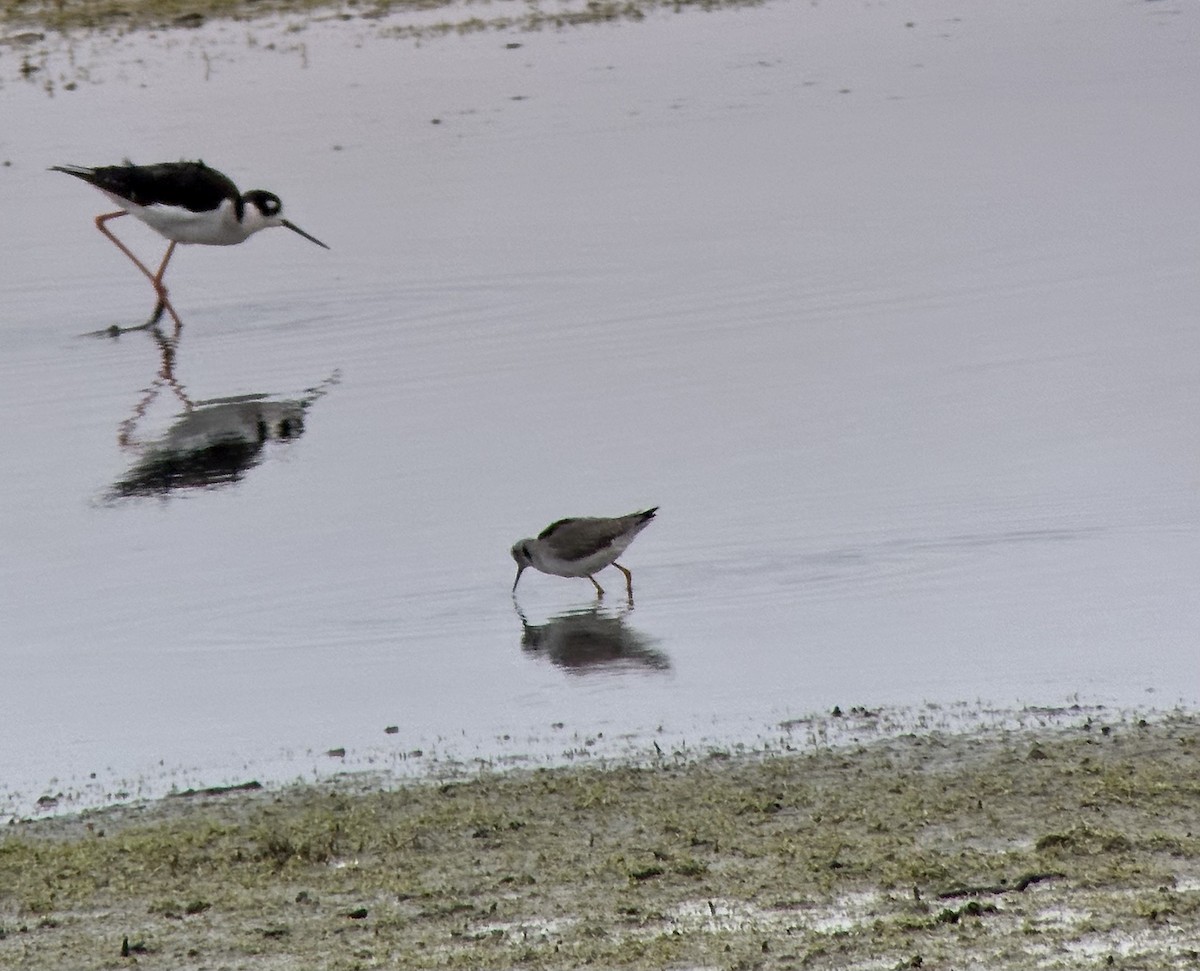 Lesser Yellowlegs - ML613359435