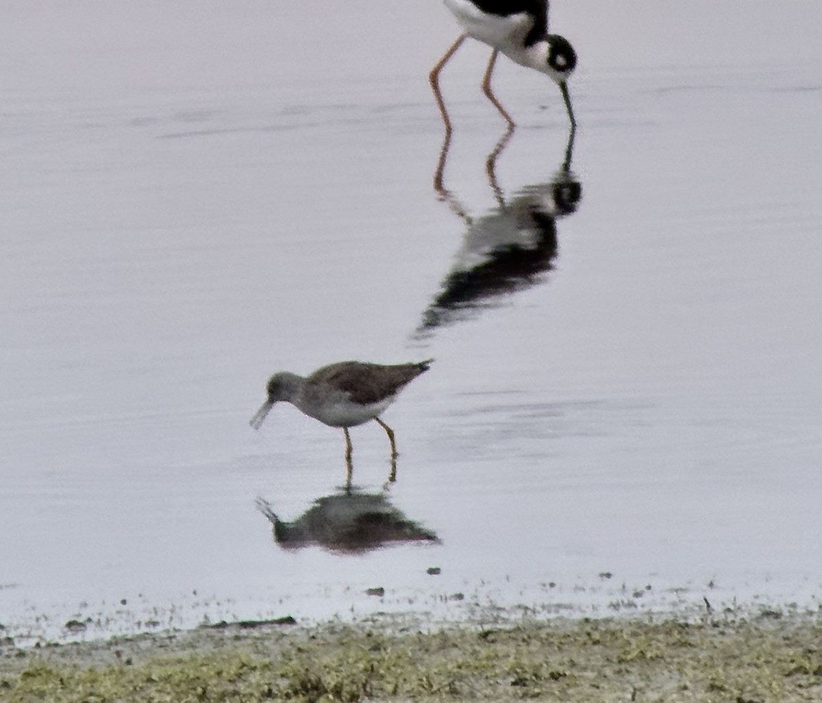 Lesser Yellowlegs - ML613359436