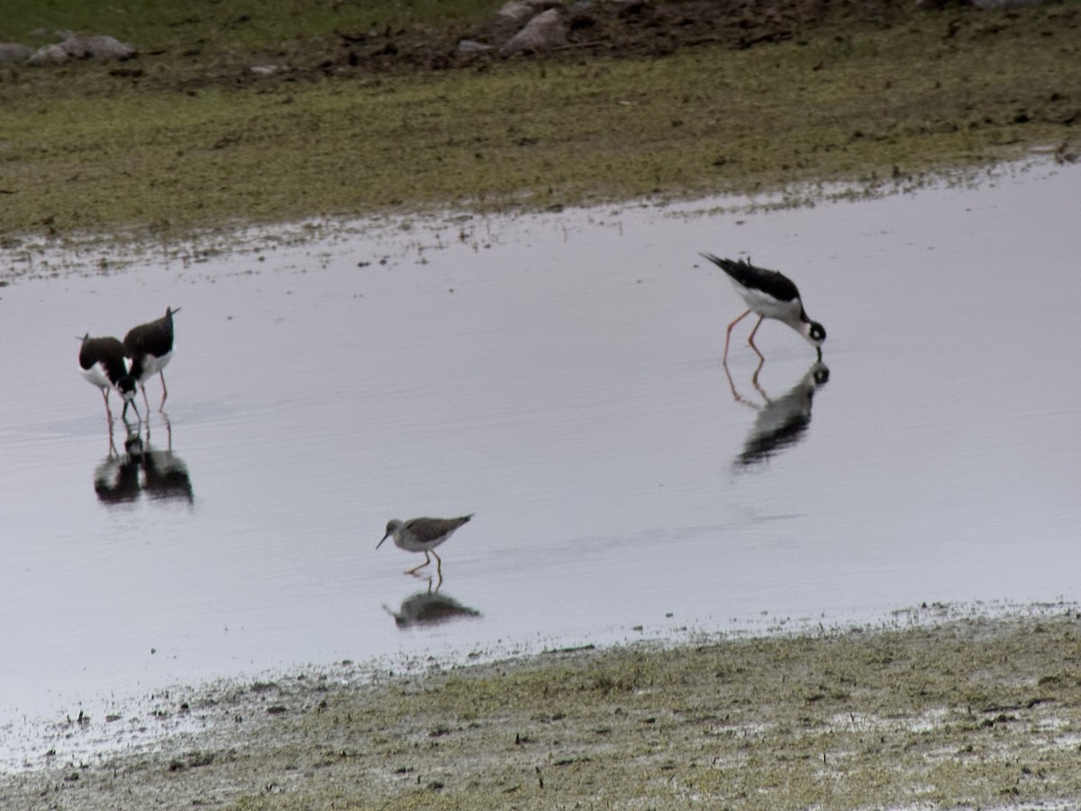 Lesser Yellowlegs - ML613359444