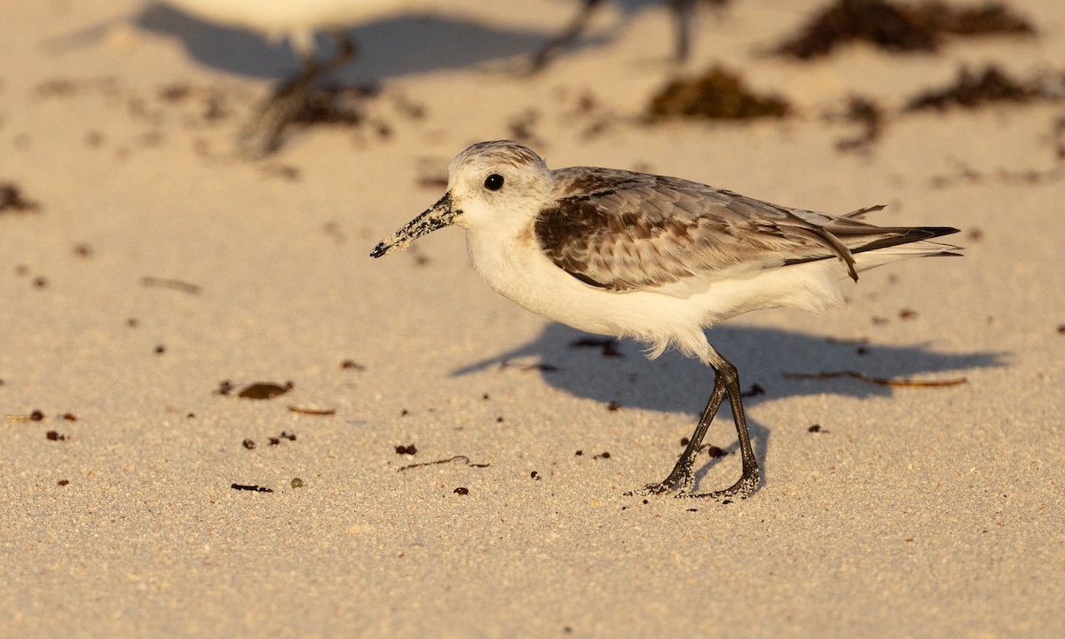 Bécasseau sanderling - ML613359479