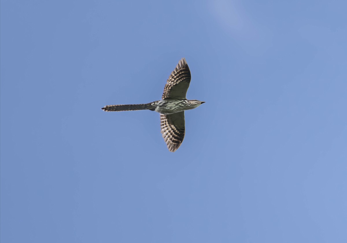 Long-tailed Koel - ML613359483