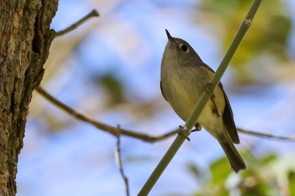Ruby-crowned Kinglet - ML613359521