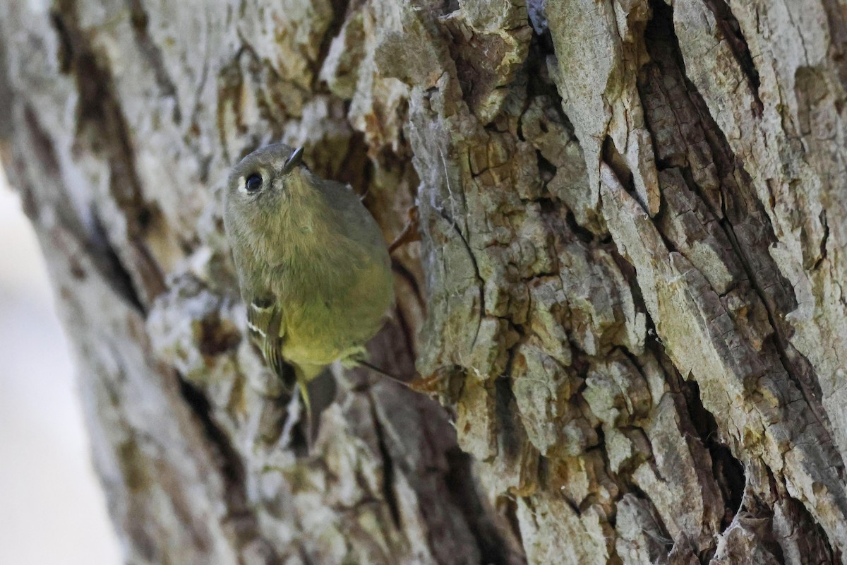 Ruby-crowned Kinglet - ML613359522
