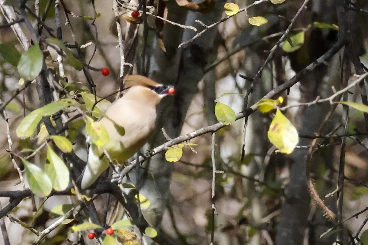 Cedar Waxwing - ML613359531