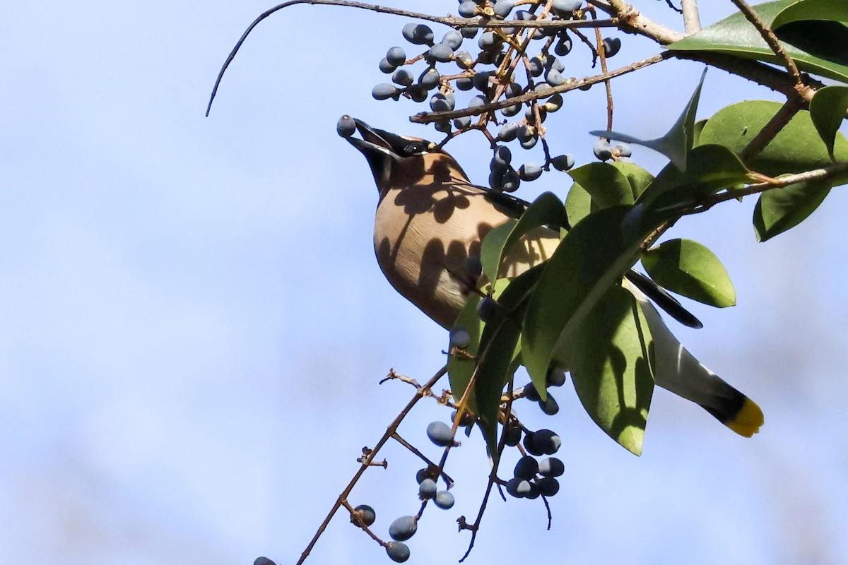 Cedar Waxwing - ML613359532