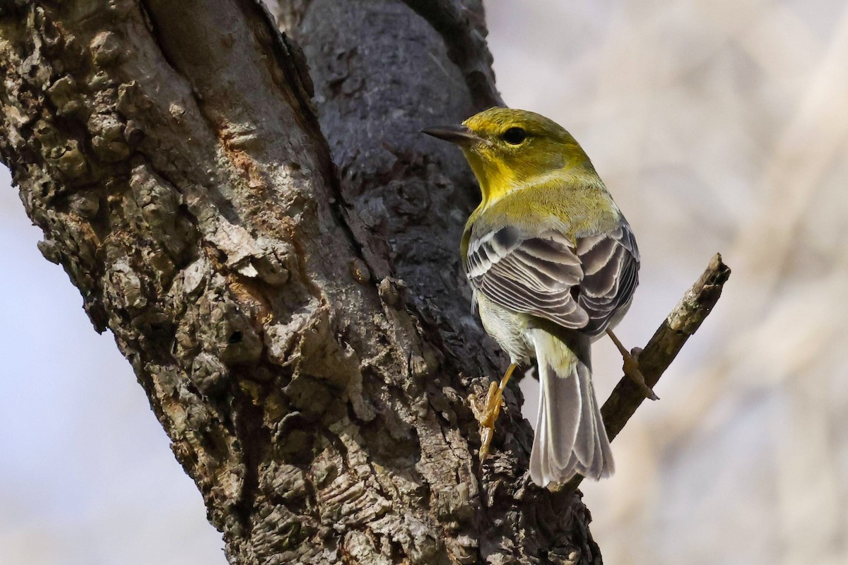 Pine Warbler - ML613359548