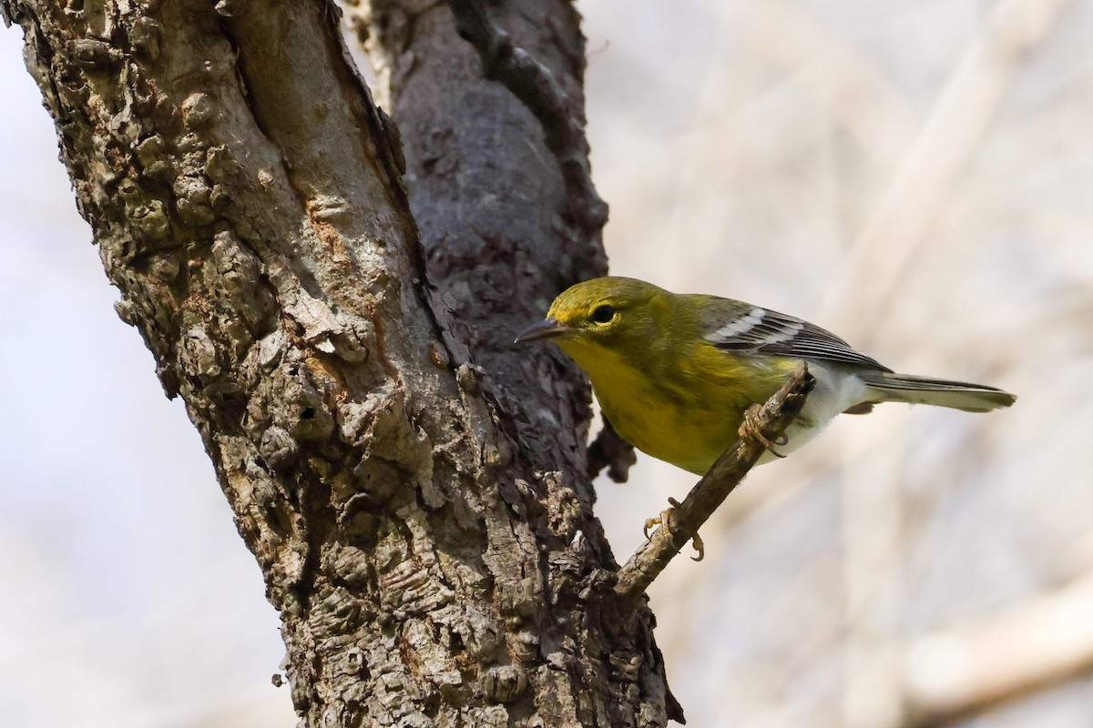 Pine Warbler - ML613359550