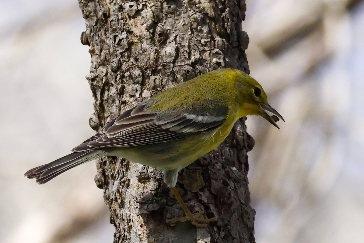 Pine Warbler - ML613359564