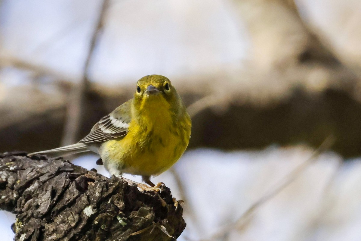 Pine Warbler - ML613359565