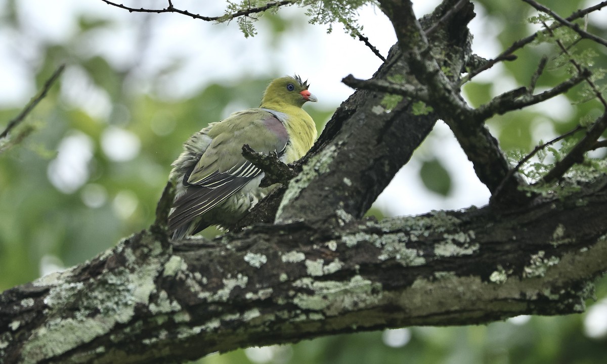 African Green-Pigeon - ML613359602