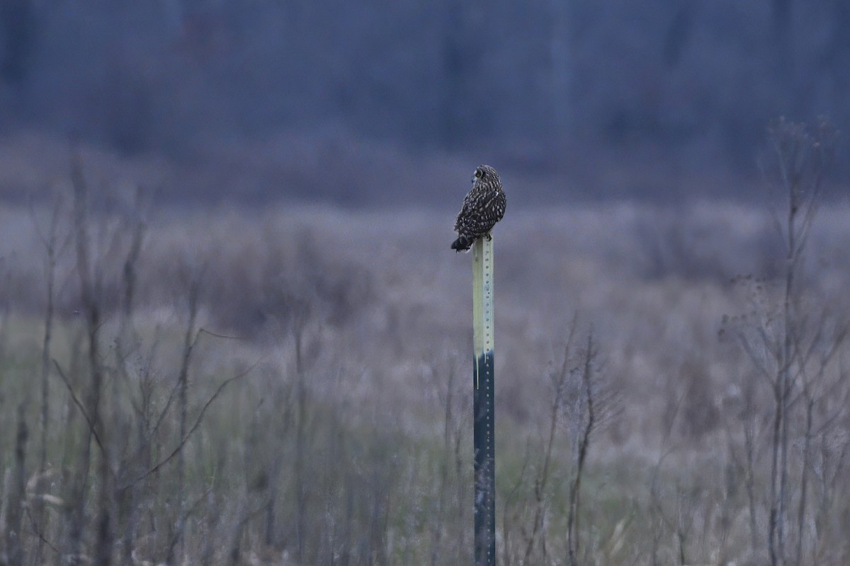 Short-eared Owl (Northern) - ML613359669