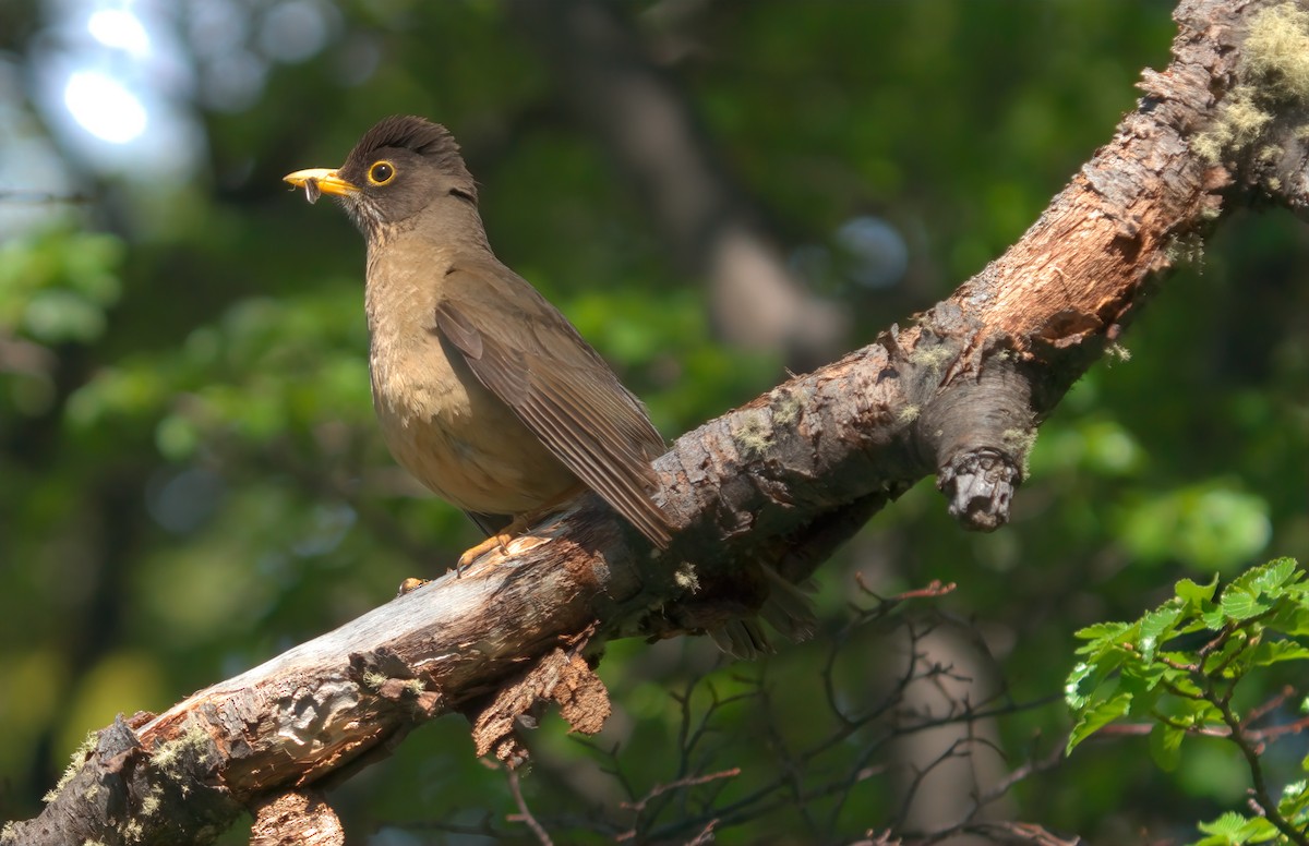 Austral Thrush (Magellan) - ML613359670