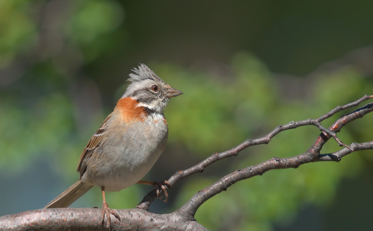 Rufous-collared Sparrow (Patagonian) - ML613359696