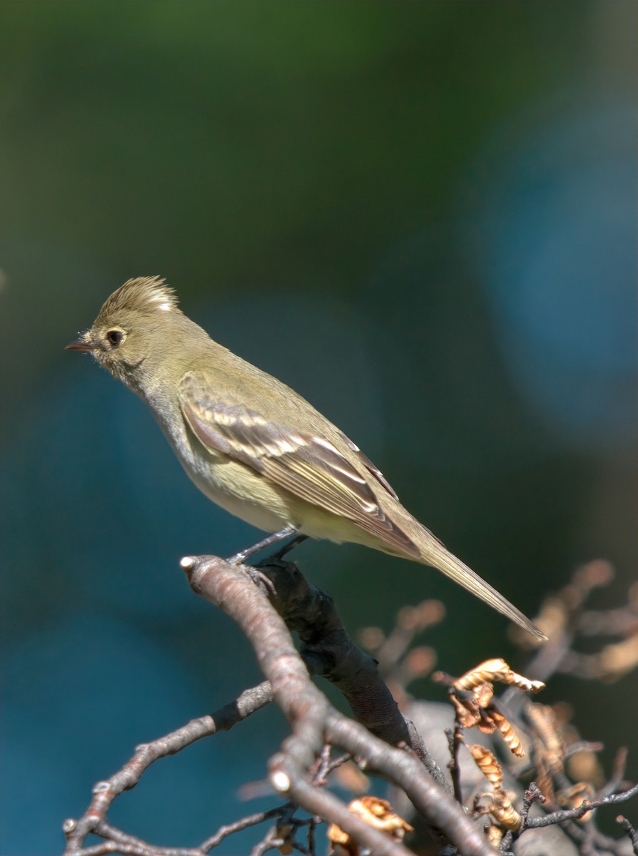 White-crested Elaenia (Chilean) - ML613359745