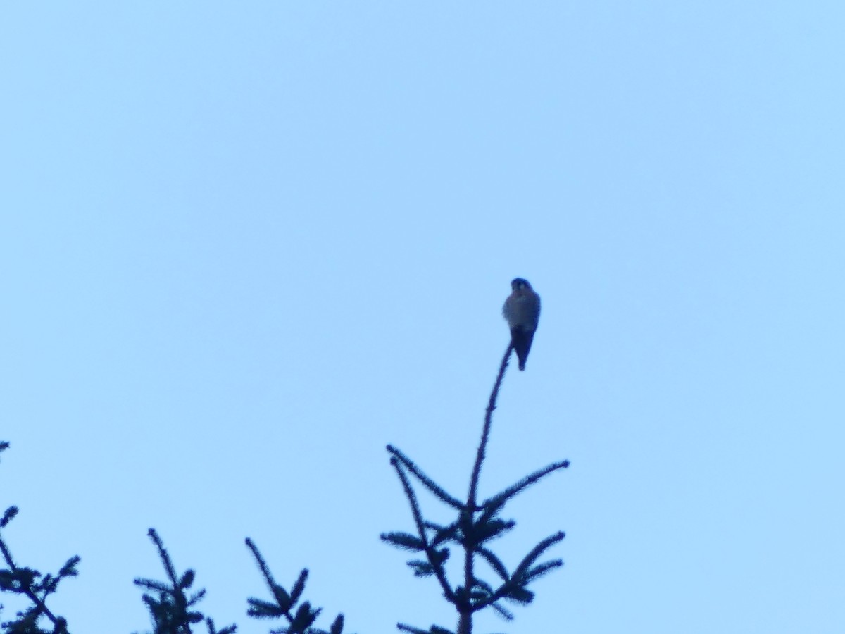 American Kestrel - Gus van Vliet