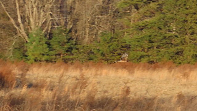 Northern Harrier - ML613359822