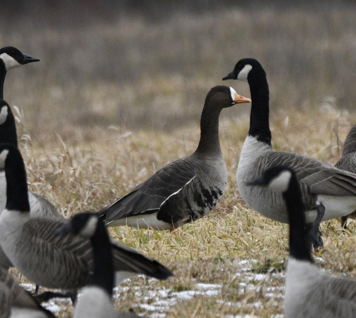 Greater White-fronted Goose - ML613359825