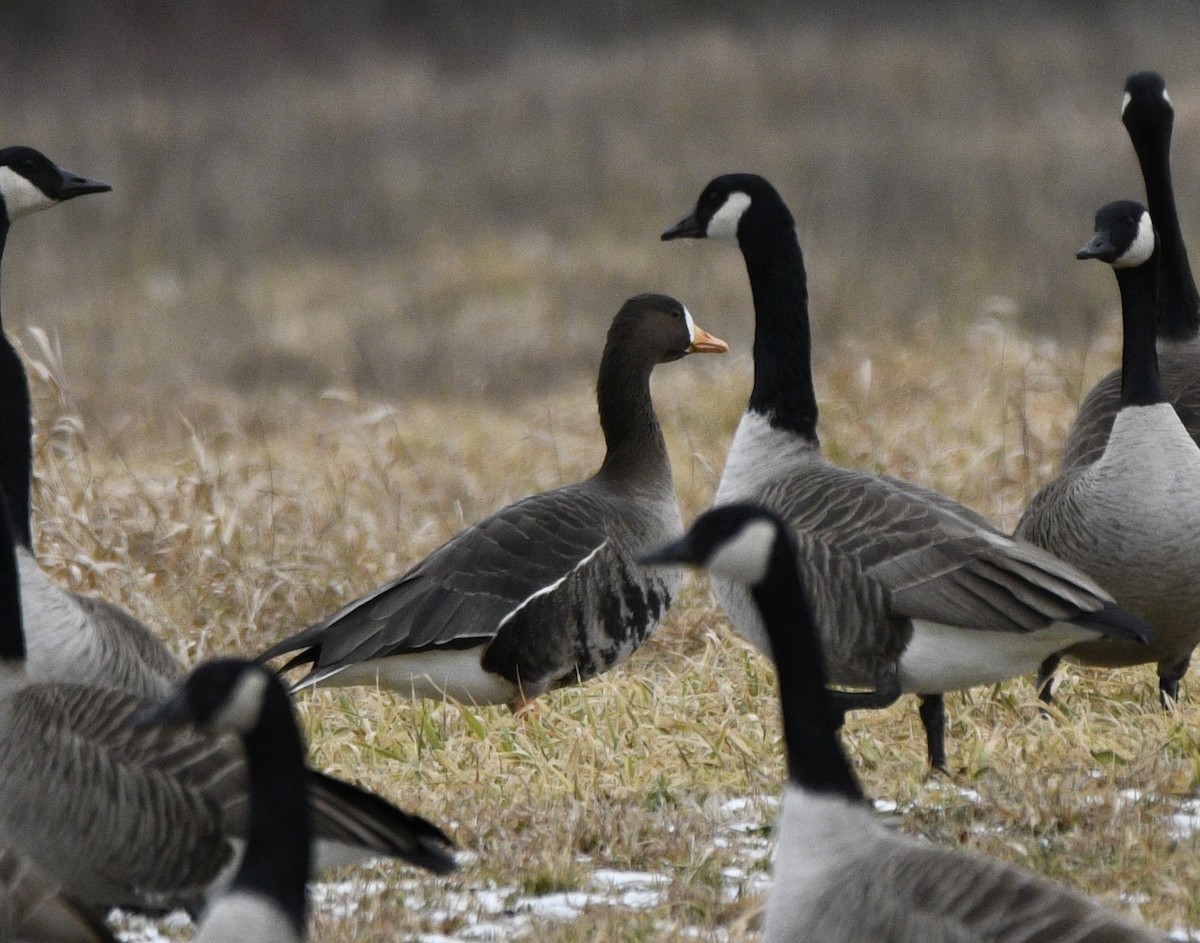 Greater White-fronted Goose - ML613359826