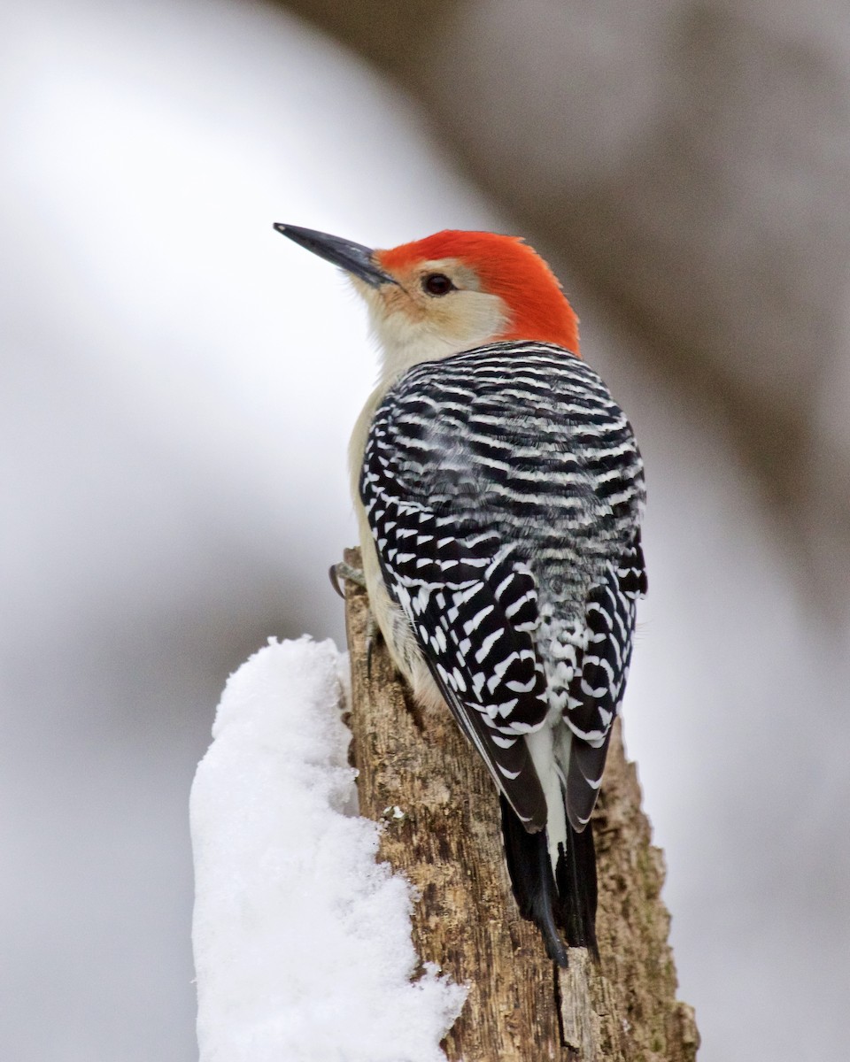 Red-bellied Woodpecker - ML613359853