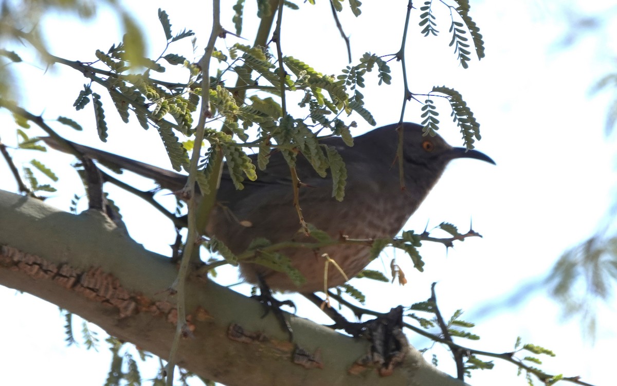 Curve-billed Thrasher - ML613359888