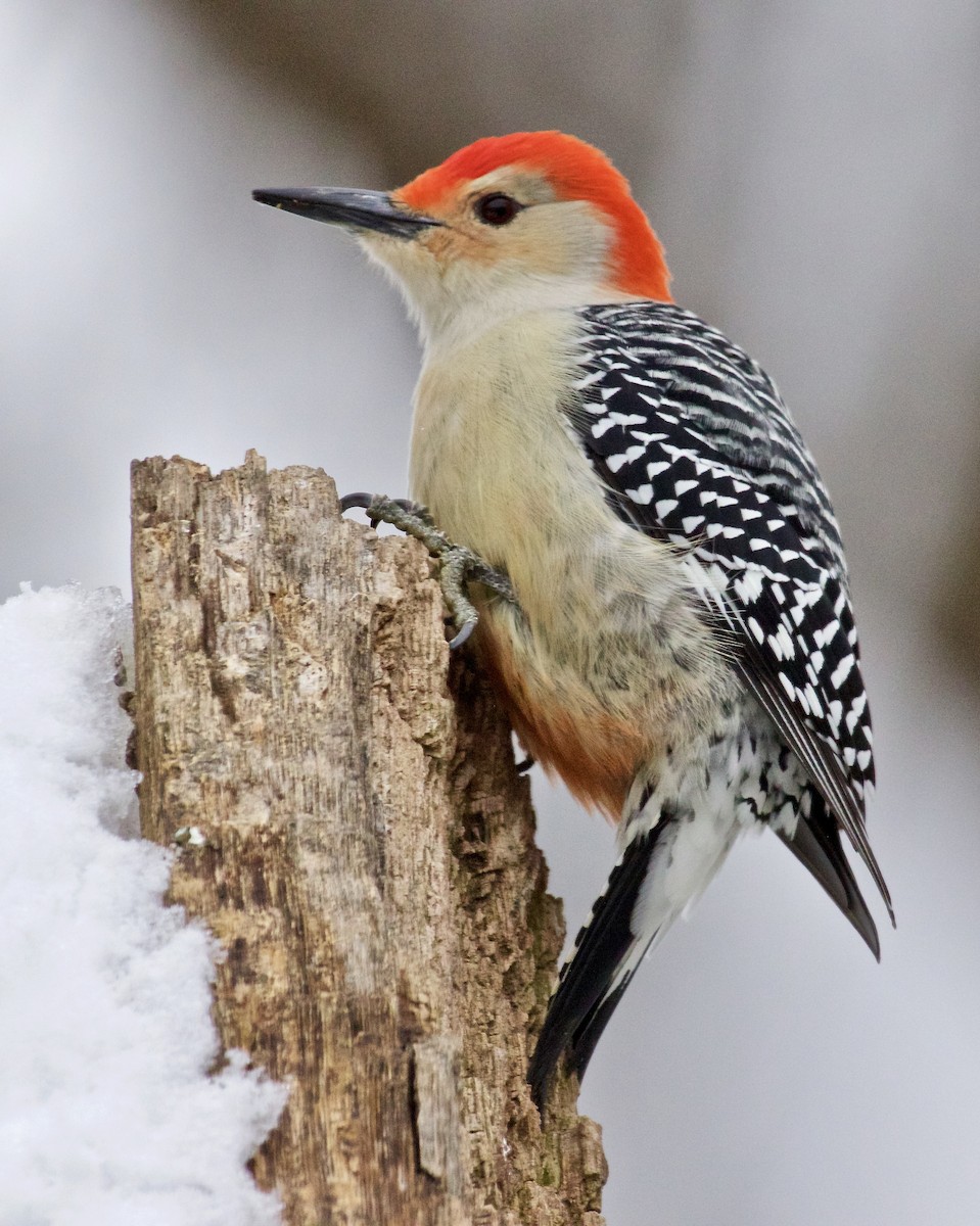 Red-bellied Woodpecker - ML613359893