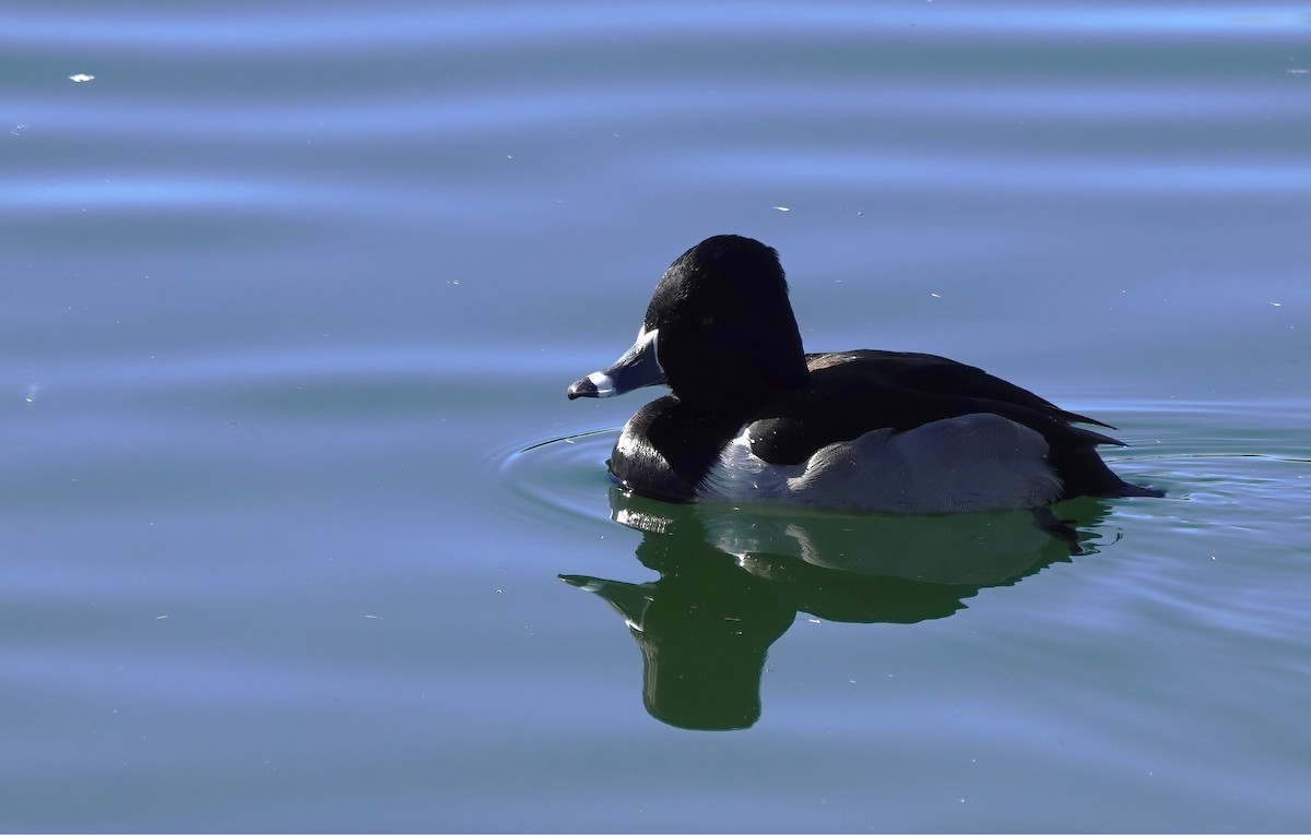 Ring-necked Duck - ML613359925