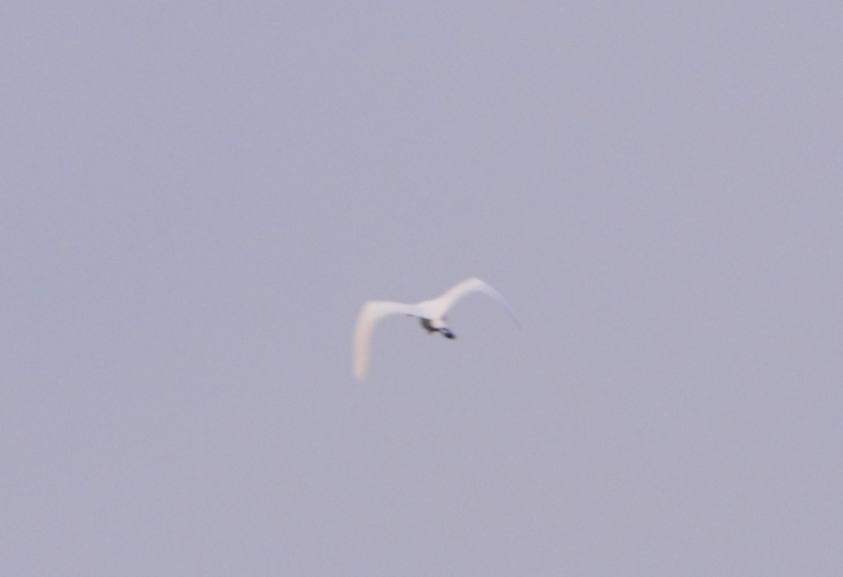 Great Egret - Kirk Andrews