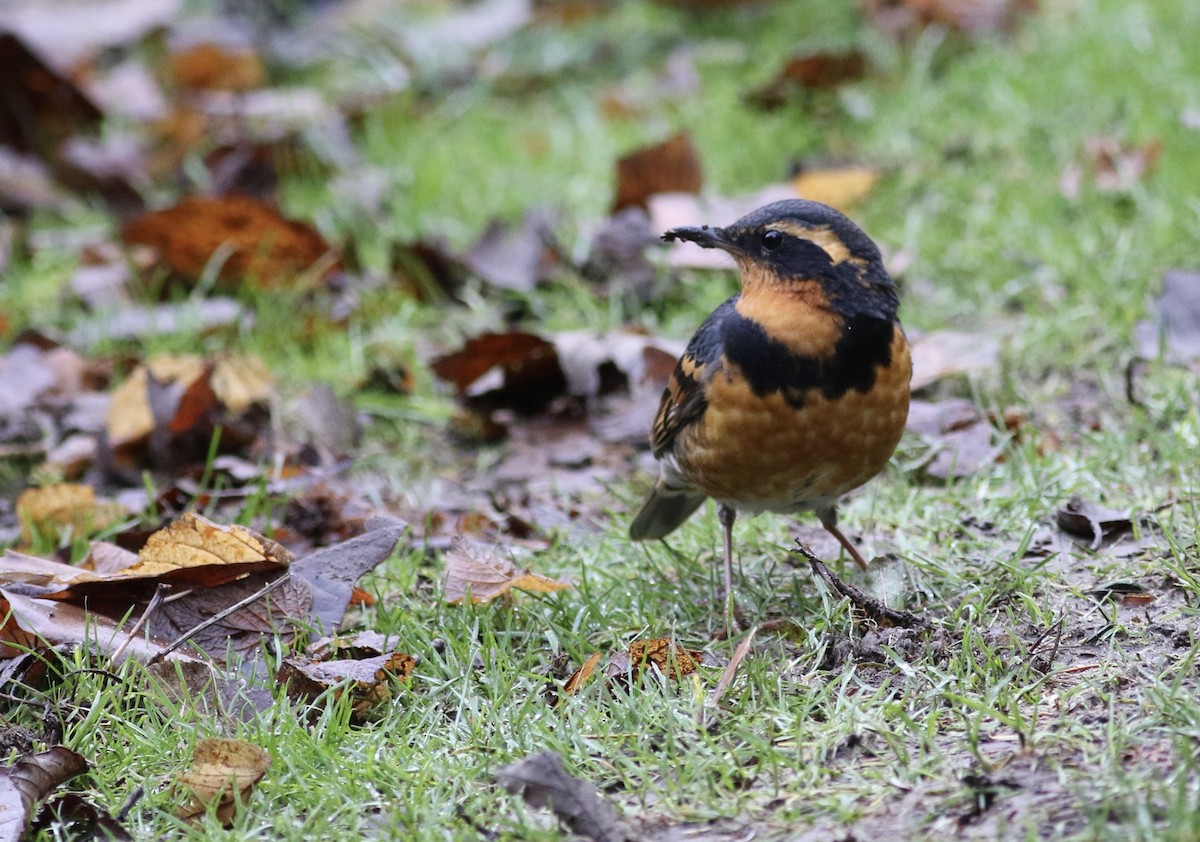 Varied Thrush - ML613359993