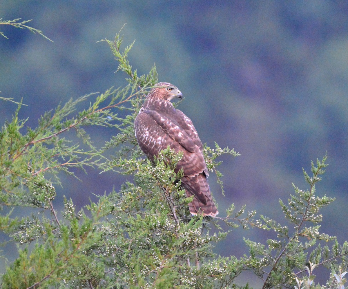 Rotschwanzbussard - ML613360047