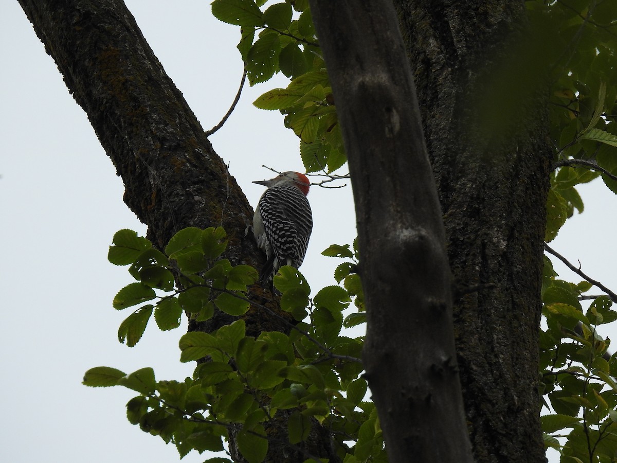 Red-bellied Woodpecker - Germ Germain