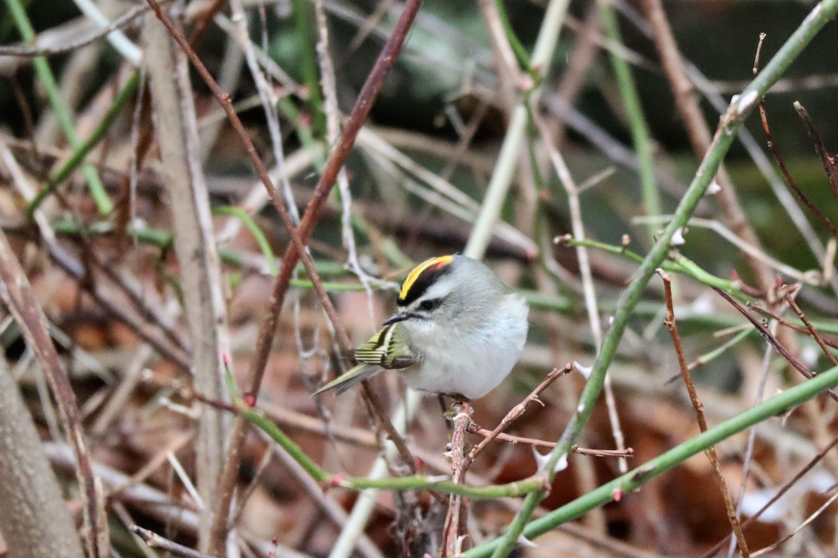 Golden-crowned Kinglet - ML613360206