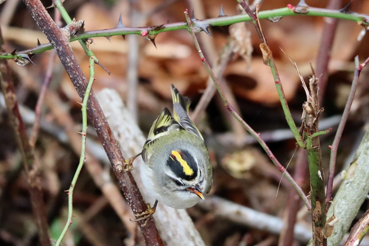 Golden-crowned Kinglet - ML613360209