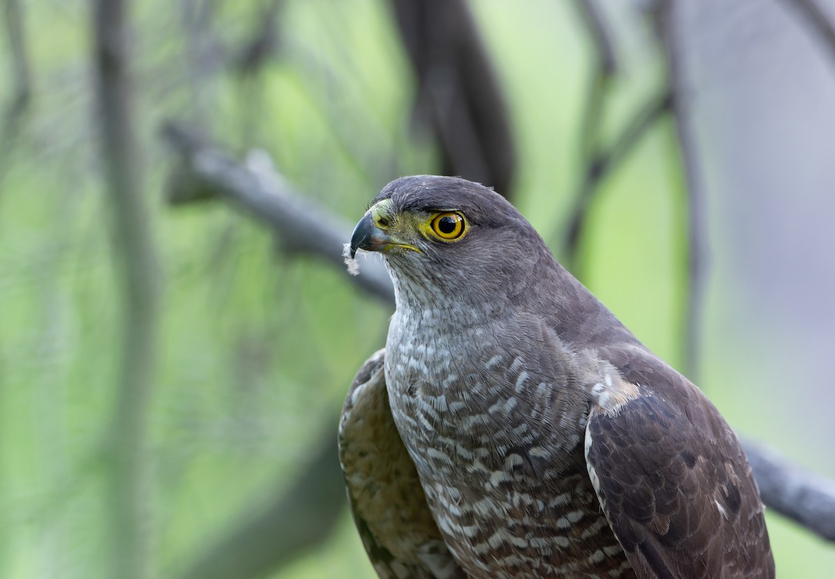 Chilean Hawk - ML613360226