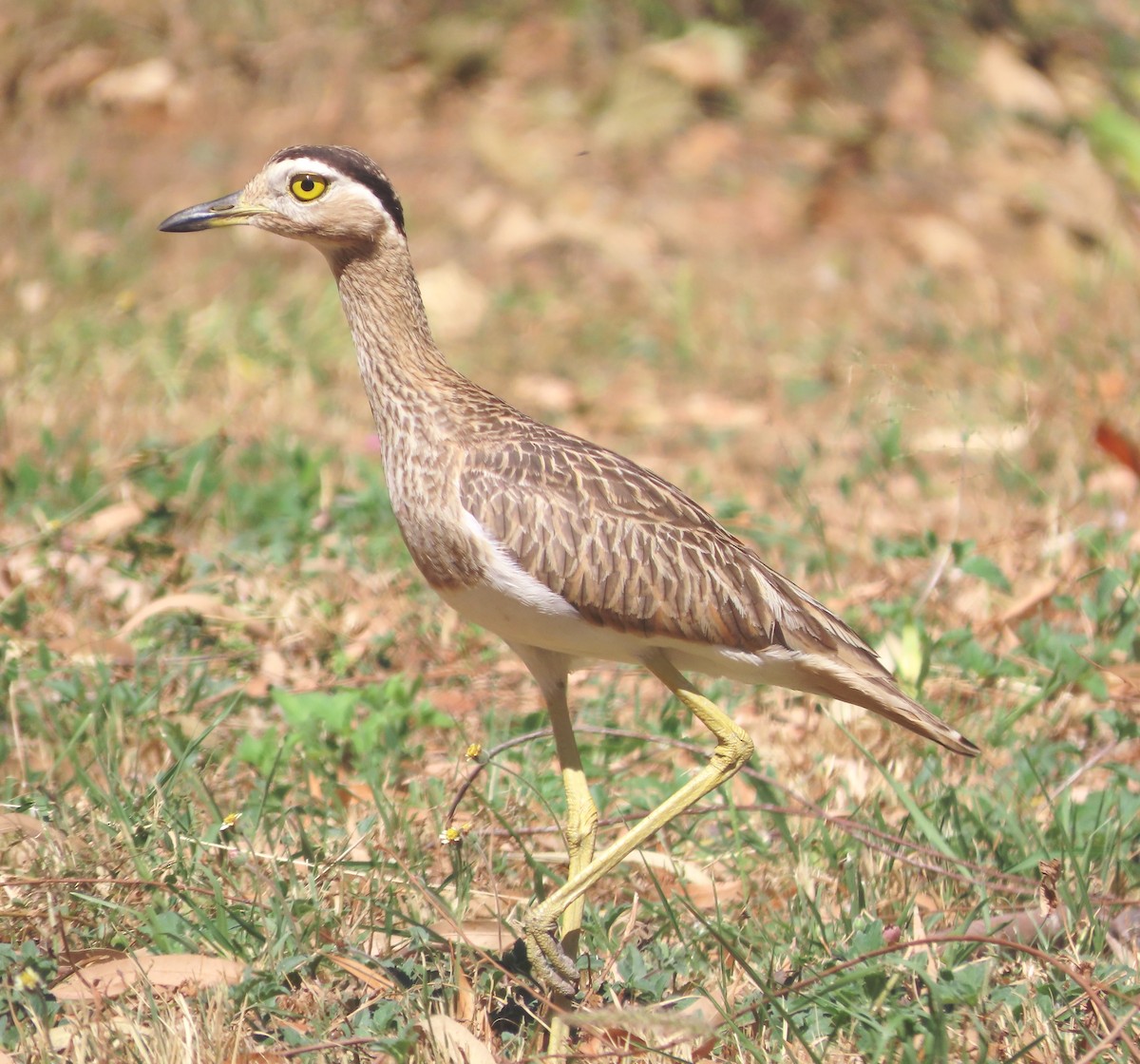 Double-striped Thick-knee - ML613360270