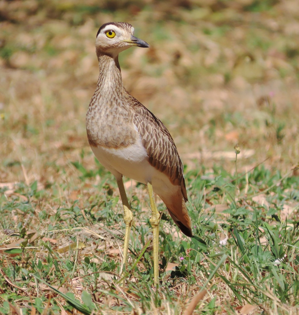 Double-striped Thick-knee - ML613360272