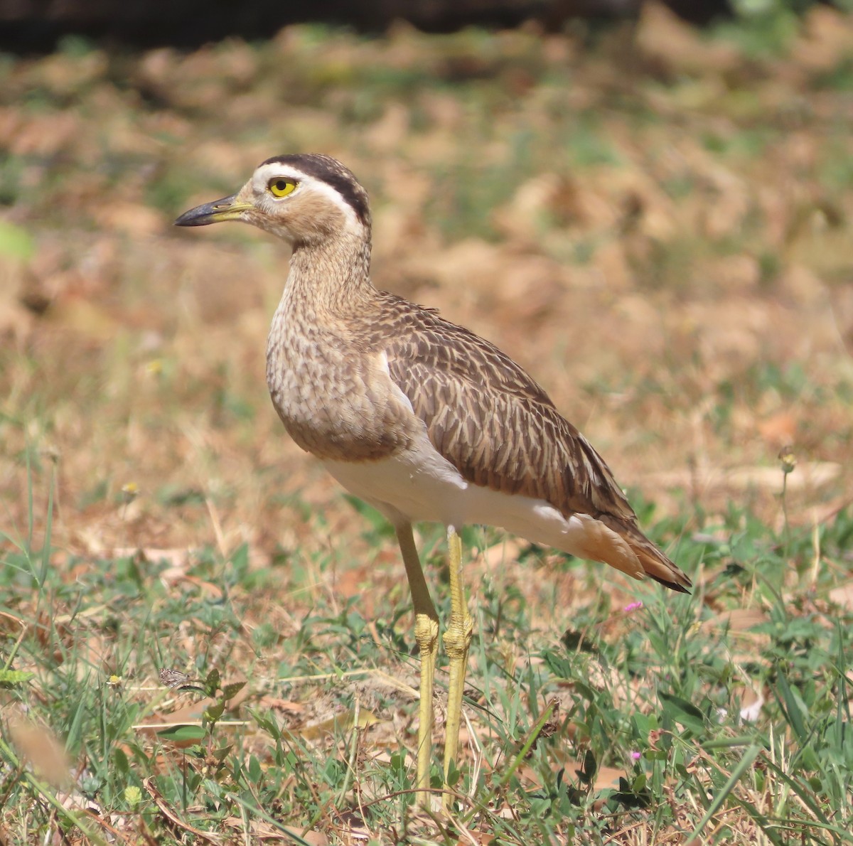 Double-striped Thick-knee - ML613360274