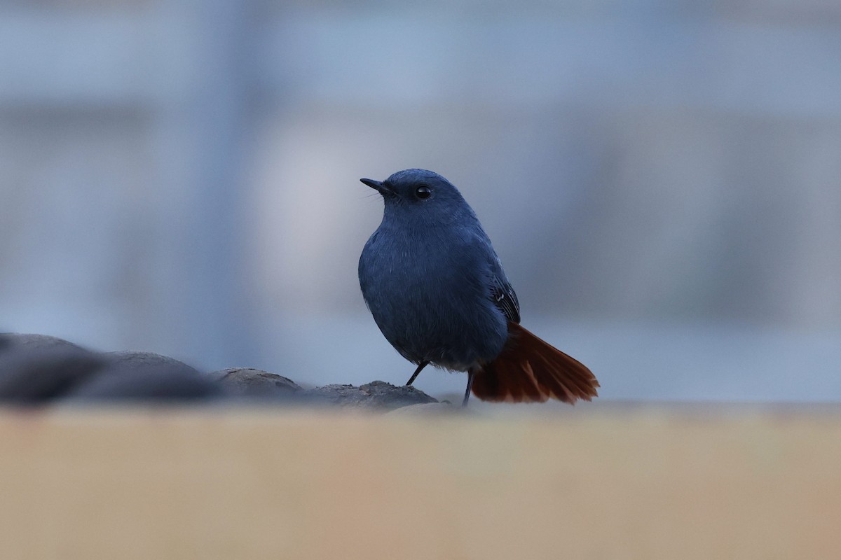 Plumbeous Redstart - Hang Ye