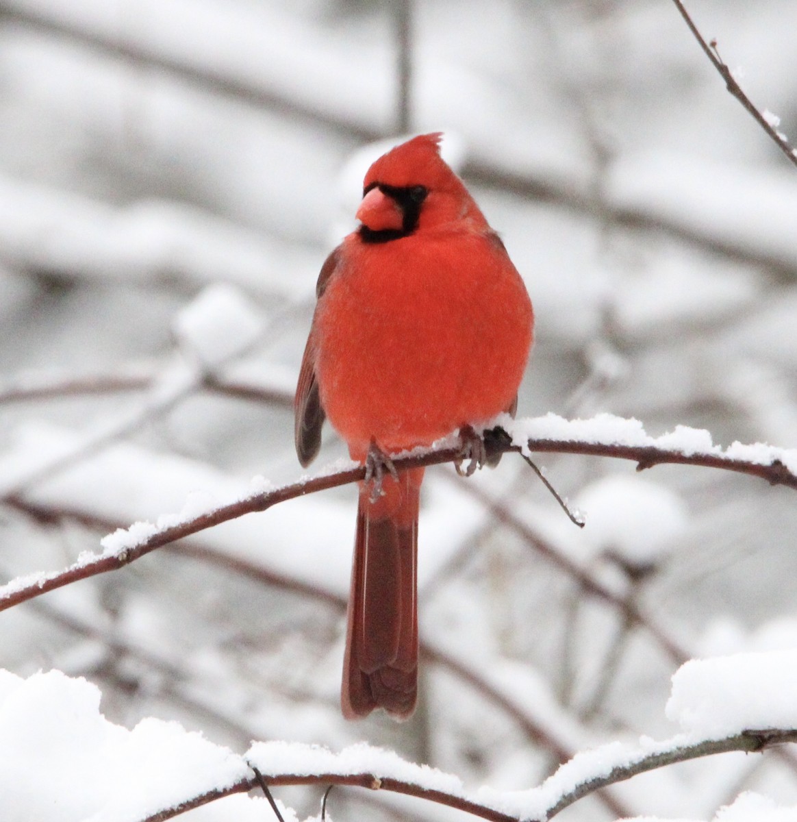 Northern Cardinal - ML613360306