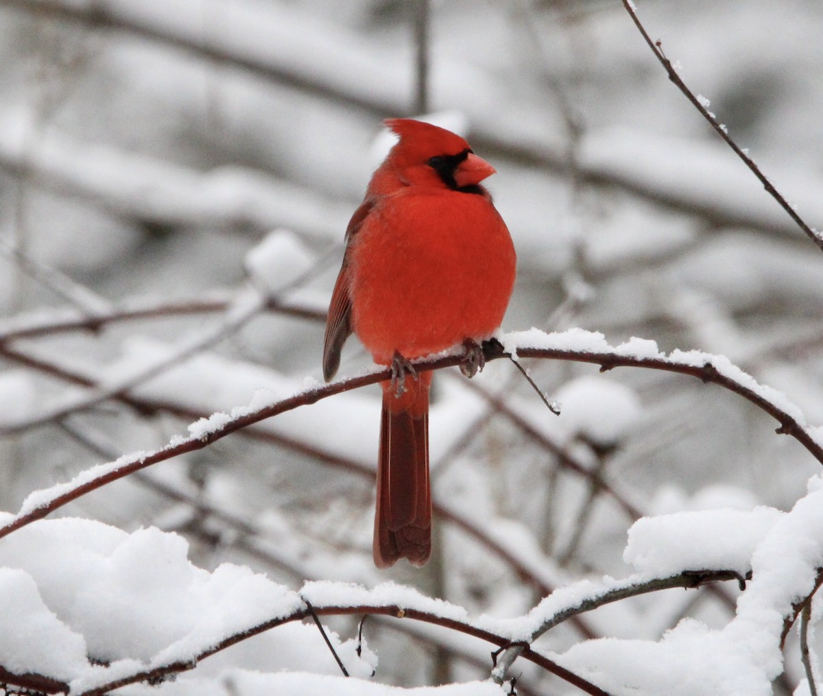 Northern Cardinal - ML613360308