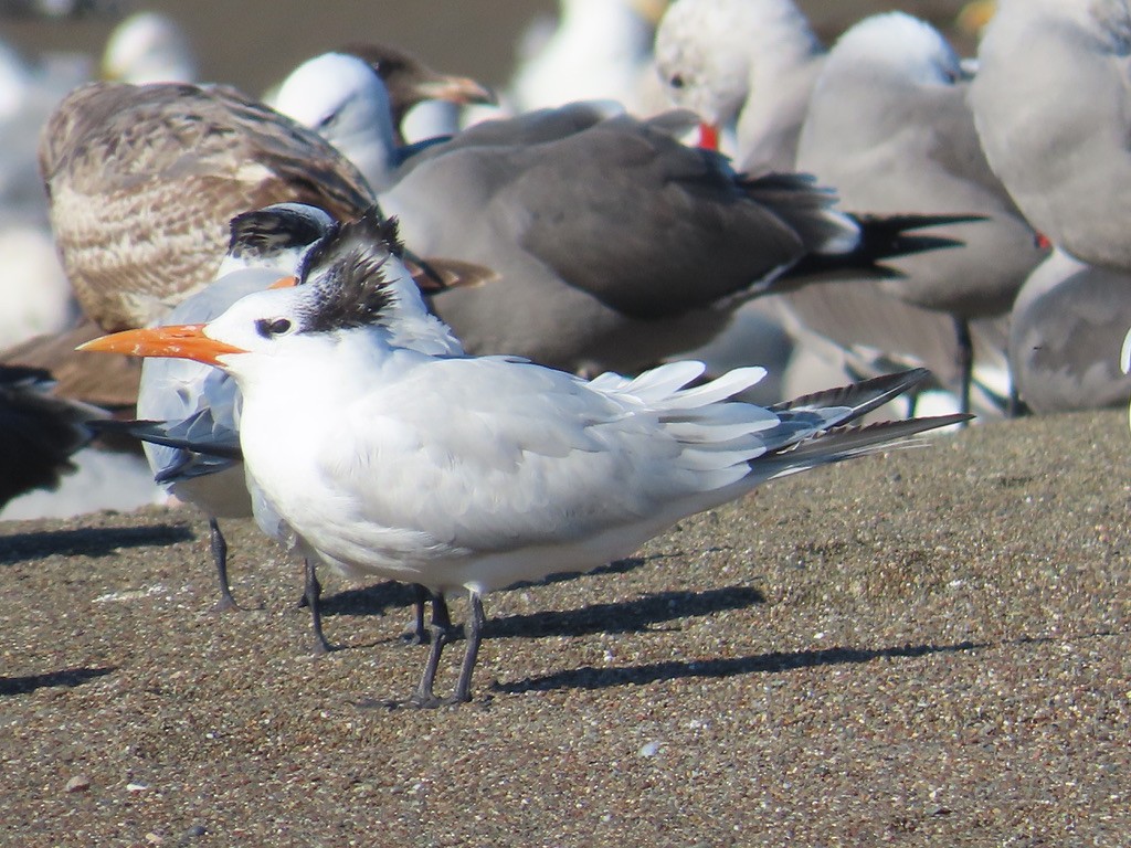 Royal Tern - ML613360403