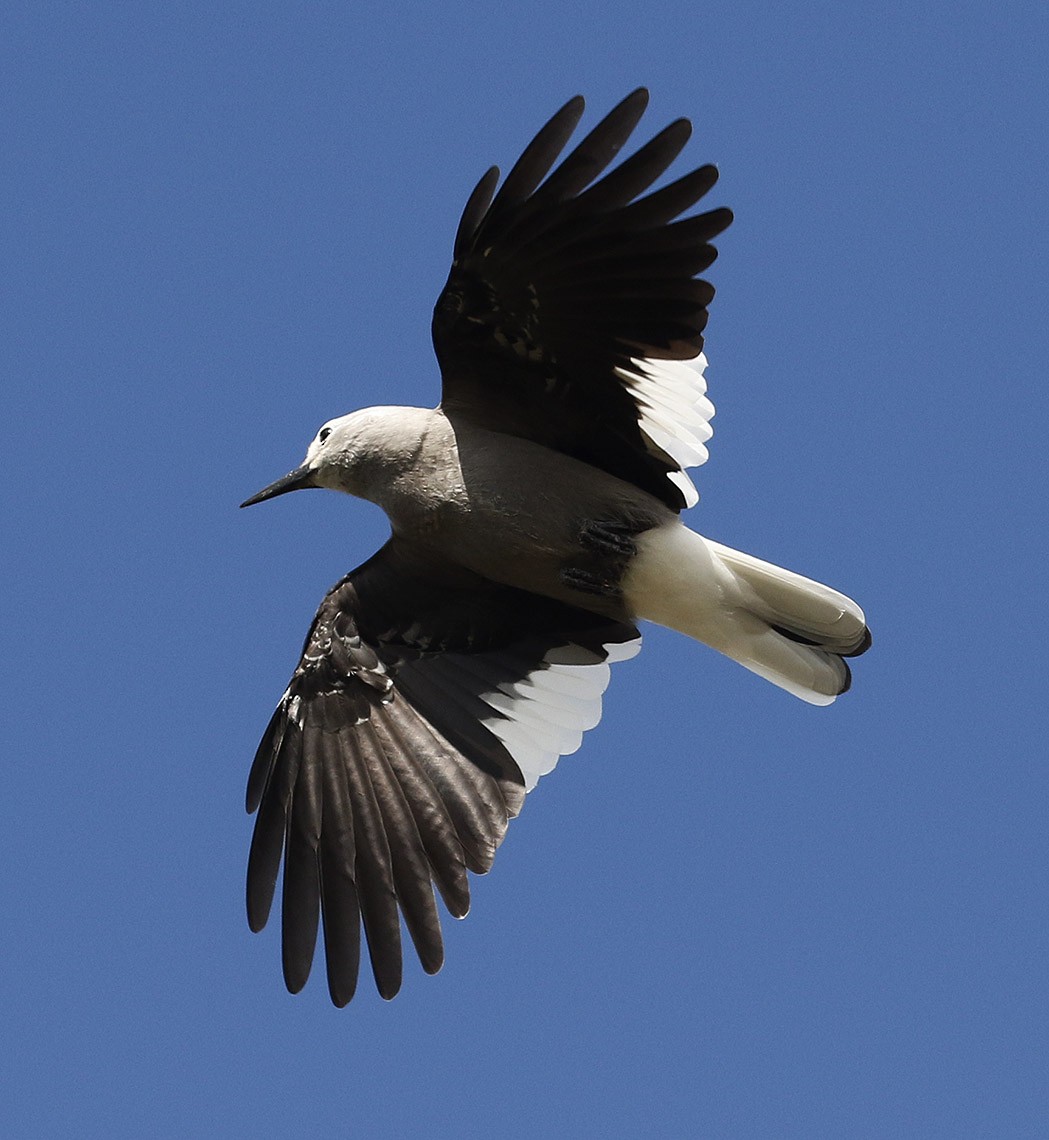 Clark's Nutcracker - ML61336041