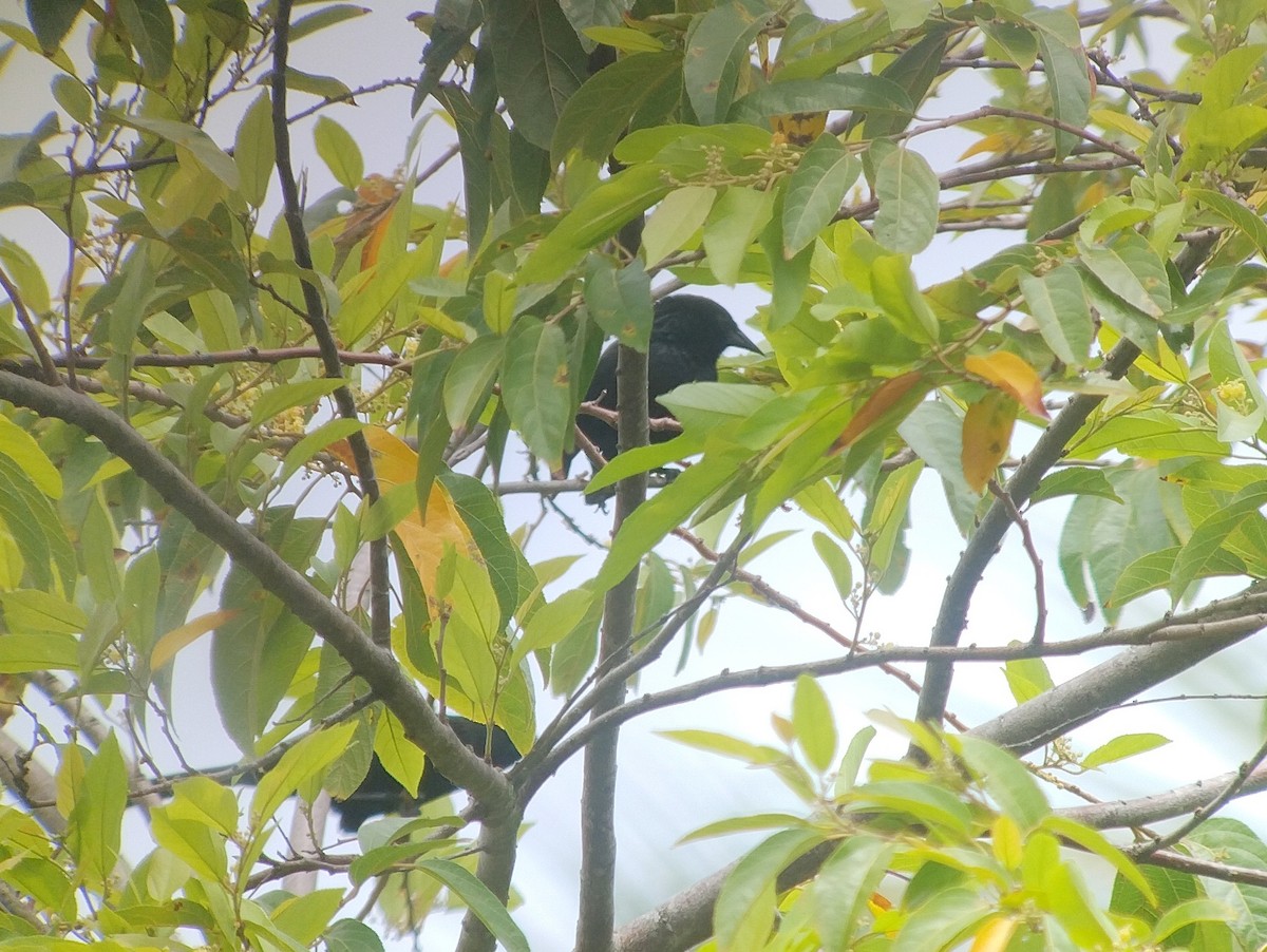 Forbes's Blackbird - ML613360436