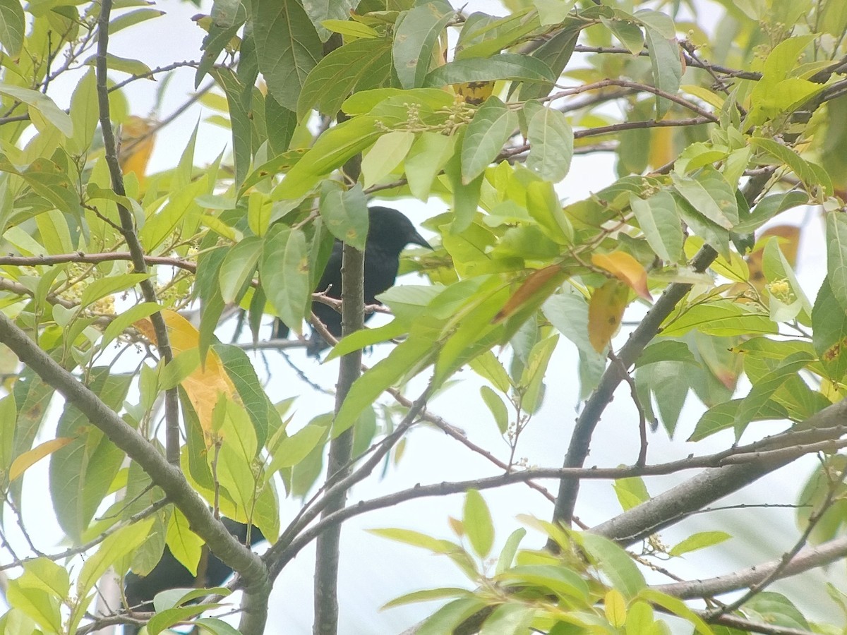 Forbes's Blackbird - ML613360437