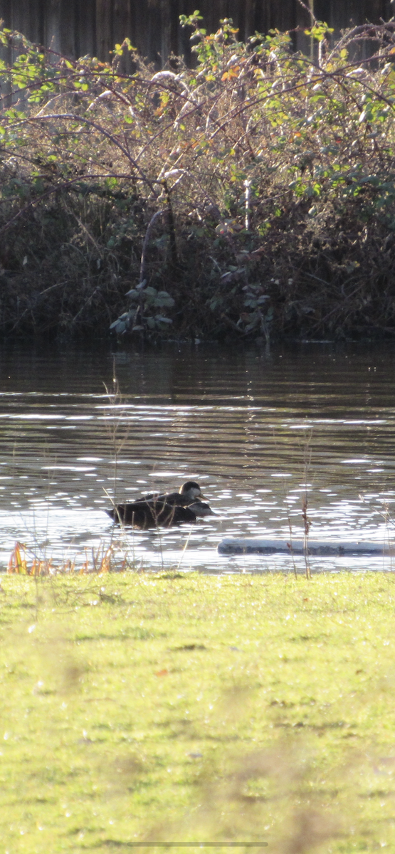 Canard noir - ML613360503