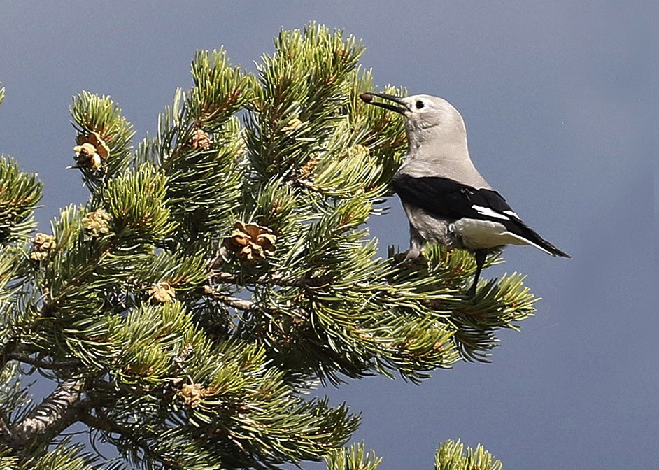 Clark's Nutcracker - ML61336051