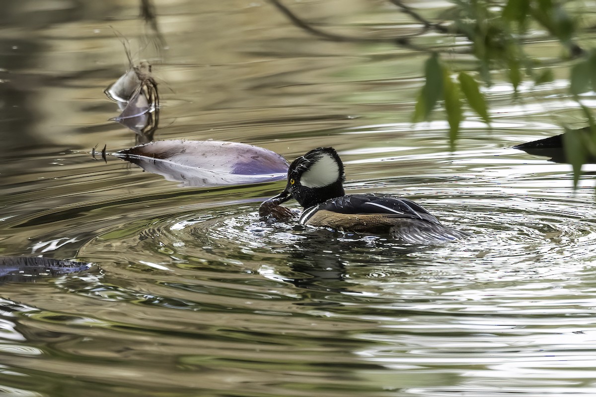 Hooded Merganser - ML613360513